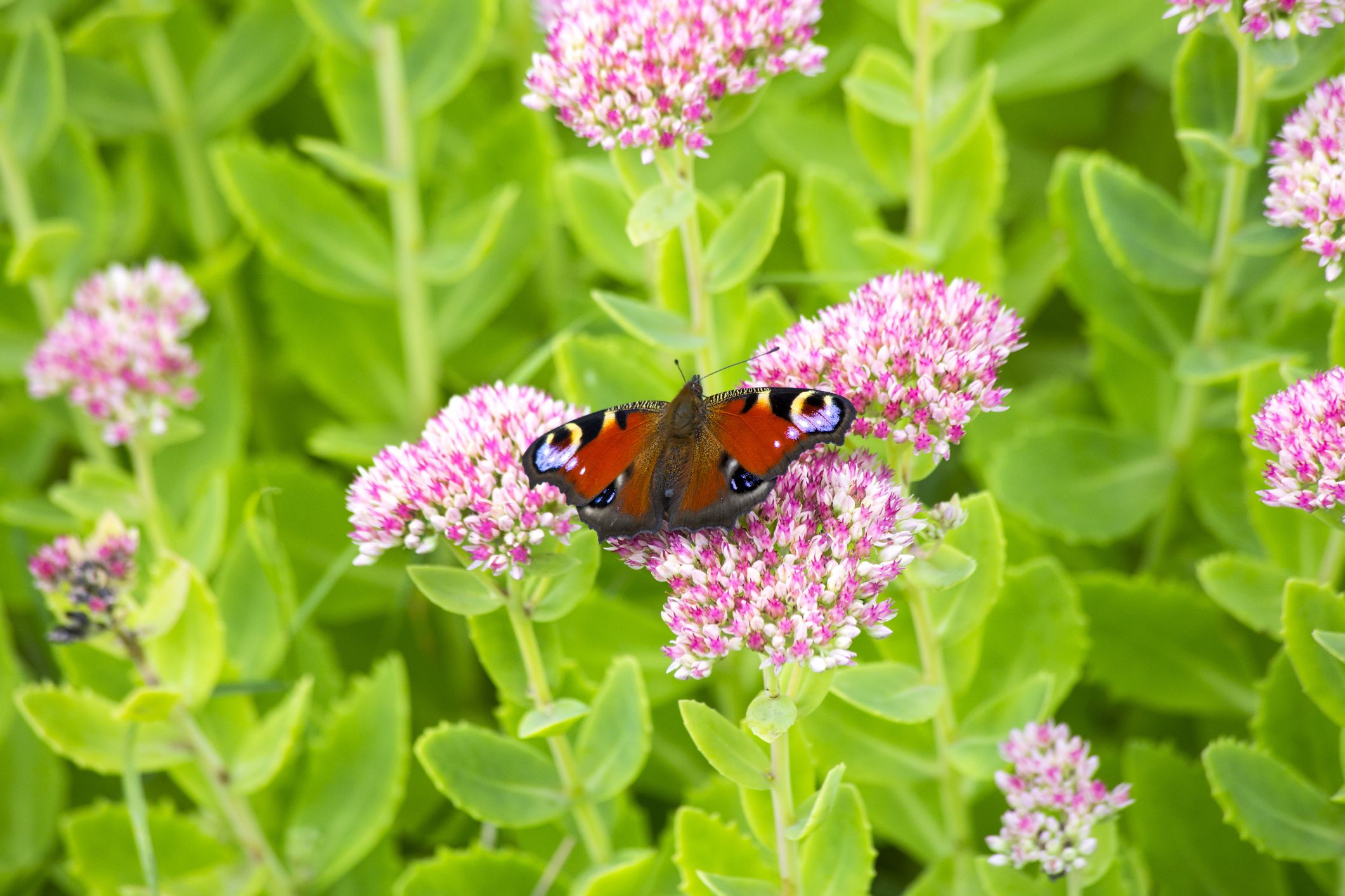 Best Garden Plants to Attract Insects